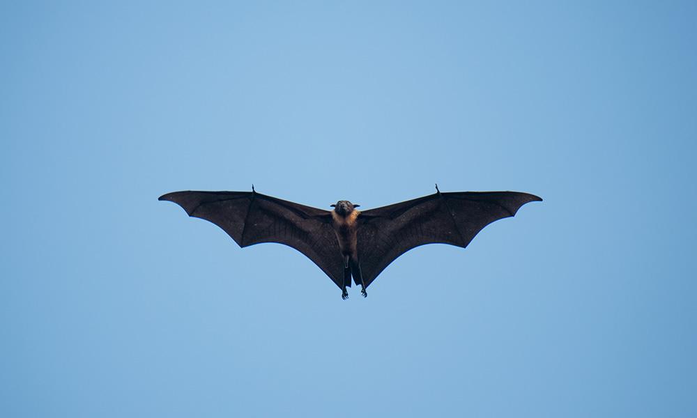 bat with wings spread.